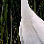 Elégante Aigrette garzette   IMG 3255